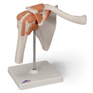 어깨 관절 (견관절) 모형 Functional Shoulder Joint A80