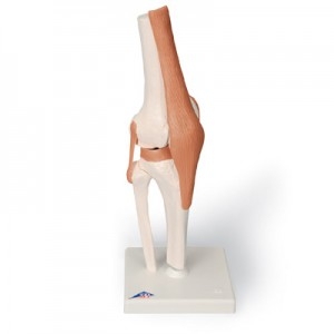 무릎관절 (슬관절) 모형  Functional Knee Joint A82