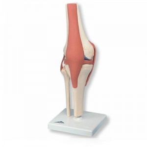 고급형 무릎관절 (슬관절) 모형 Deluxe Functional Knee Joint Model A82/1