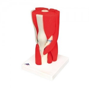 무릎관절 (슬관절) 모형, 12파트 Knee Joint with Removable Muscles, 12 part A882