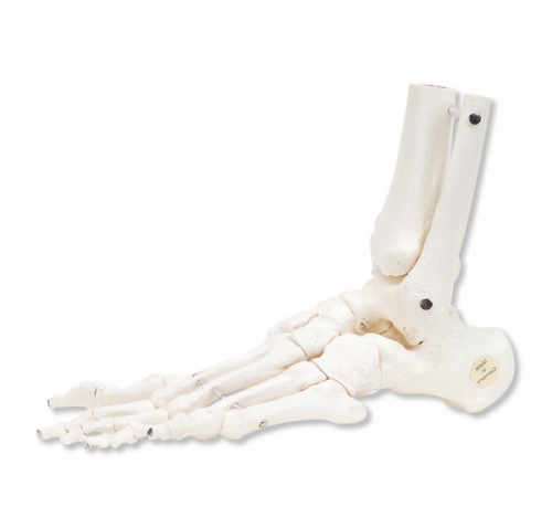 발목 뼈 Loose Foot and Ankle Skeleton A31/1