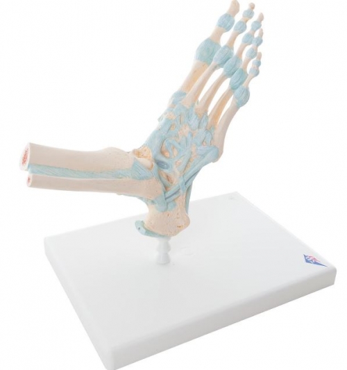 발목골격인대 모형 Foot Skeleton Model with Ligaments M34