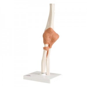 팔꿈치관절 (주관절) 모형 Functional Elbow Joint A83