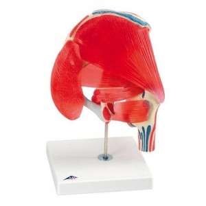 엉덩이관절 (고관절) 근육 모형, 7파트 분리 Hip Joint with Removable Muscles, 7 part A881