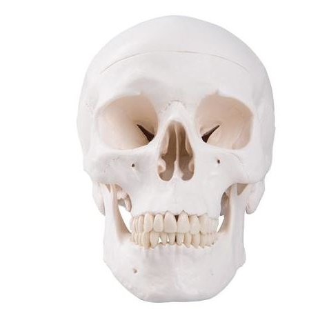 기본 두개골모형, 3파트 분리형 Classic Human Skull Model, 3 part A20