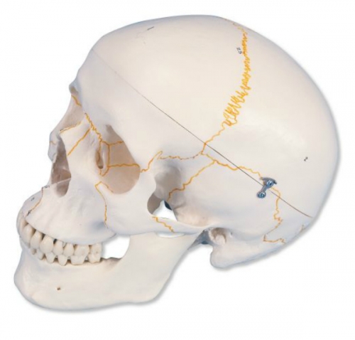숫자 기재된 두개골모형, 3파트 분리형 Numbered Human Classic Skull Model, 3 part A21