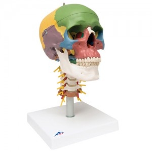 교육용 경추 포함 채색된 두개골 모형, 4파트 분리형 Didactic Human Skull Model on Cervical Spine, 4 part A20/2
