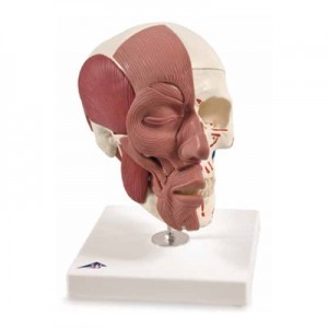 안면 얼굴근육 포함 두개골모형 Skull with Facial Muscles A300