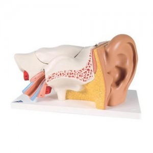 귀 모형, 실물크기 3배, 6-파트 Ear Model, 3 times life size, 6 part E11