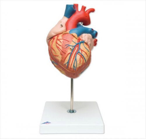 심장 모형, 2배 확대, 4 파트 분리 Heart, 2-times life size, 4 part G12