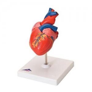 기본형 심장모형, 2-파트 Classic Heart, 2-part G08