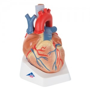 성인 심장모형, 7-파트 Heart, 7 part VD253