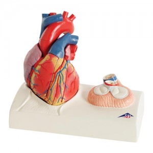 심장모형 Heart Model G01