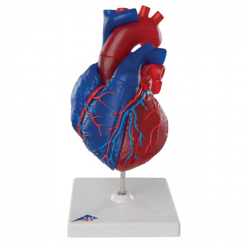 심장모형 Heart Model G01/1