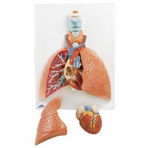 후두가 포함된 폐 모형 Lung Model with Larynx, 5 part VC243
