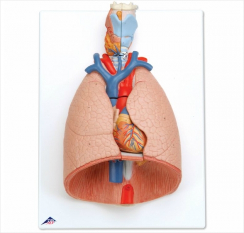 후두 및 폐 모형, 7 파트 분리 Lung Model with larynx, 7 part G15