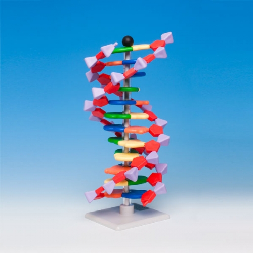 12 염기쌍 DNA 분자모형